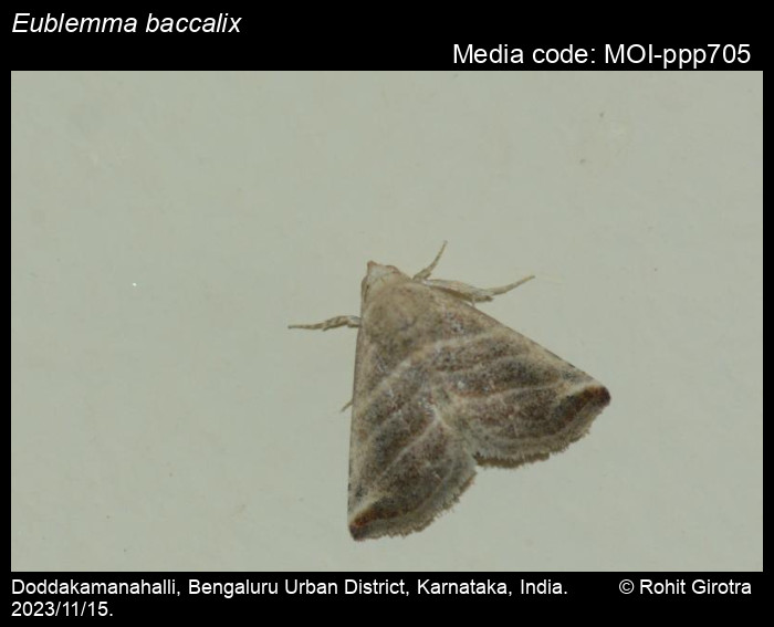 Eublemma baccalix (Swinhoe, 1886) Moths